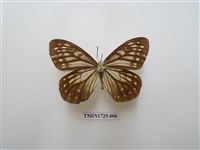 藏品(絹蛺蝶)的圖片